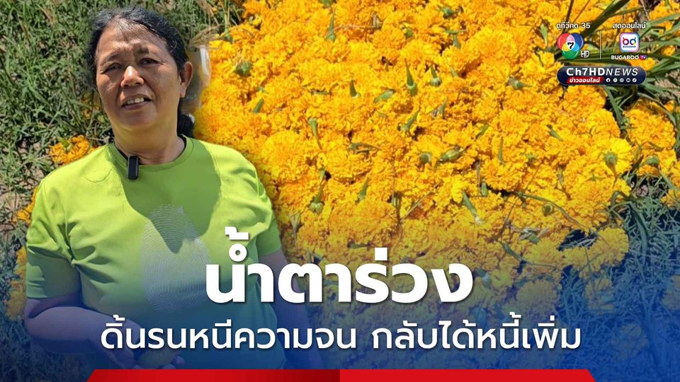 ข้าวราคาถูก ชาวนาหนีมาปลูกดาวเรือง ราคาร่วงหนักกลายเป็นได้หนี้เพิ่ม