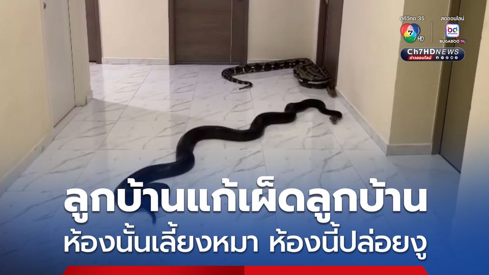 ลูกบ้านแก้เผ็ดลูกบ้าน หลังมีห้องอื่นเลี้ยงหมา  แจ้งนิติแล้ว ไม่เป็นผล ลูกบ้านจึงนำงูตัวใหญ่ 2 ตัว มาปล่อยบริเวณทางเดิน