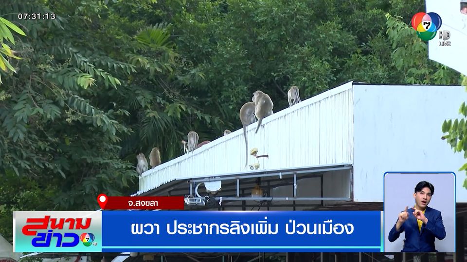 ผวา ประชากรลิงบนเขาคอหงส์เพิ่ม ป่วนเมือง นิสัยดุร้าย แยกเขี้ยวขู่