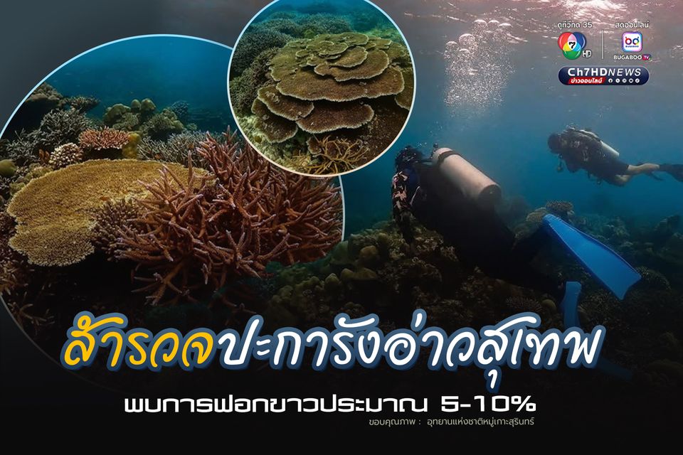 สำรวจปะการังอ่าวสุเทพ พบการฟอกขาวประมาณ 5-10%