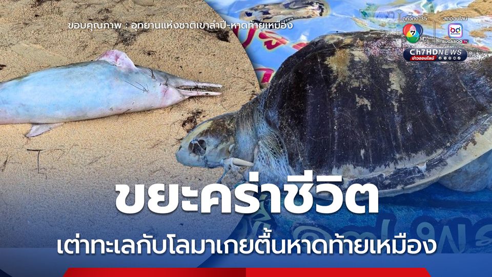 ขยะคร่าชีวิต เต่าทะเลกับโลมาเกยตื้นหาดท้ายเหมือง