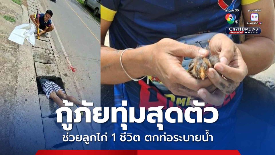 ชื่นชมกู้ภัยทุ่มสุดตัว ช่วยลูกไก่ตกท่อระบายน้ำ 1 ชีวิต รอดปลอดภัย