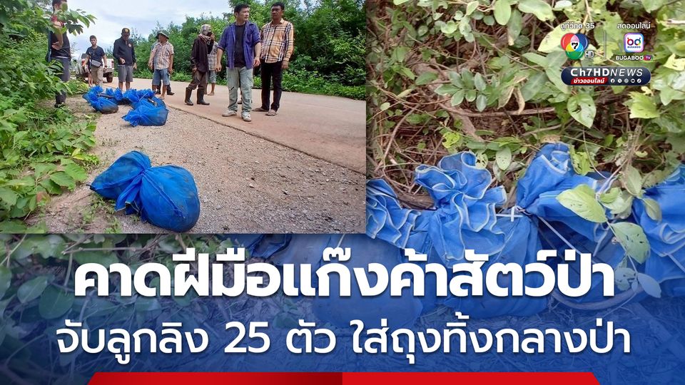ลูกลิงแสม 25 ตัว ถูกใส่ถุงมัดติดกับต้นไม้ทิ้งไว้กลางป่าราชบุรี คาดฝีมือแก๊งค้าสัตว์ป่า