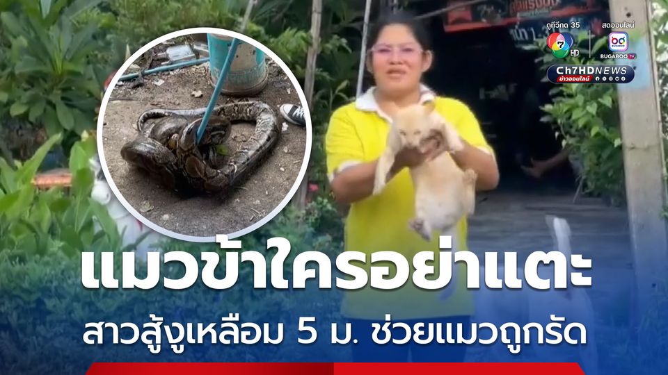 งูเหลือม 5 เมตร รัดหวังเขมือบลูกแมว เจ้าของเข้าช่วยตีงูจนแมวรอดชีวิต