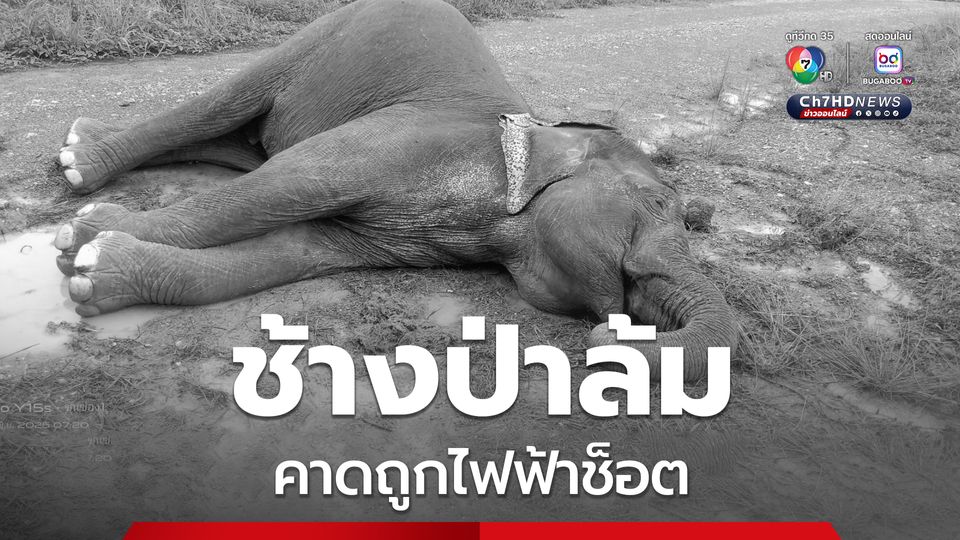 พบช้างป่าล้ม ใกล้คูกันช้าง คาดสาเหตุมาจากถูกไฟฟ้าช็อต