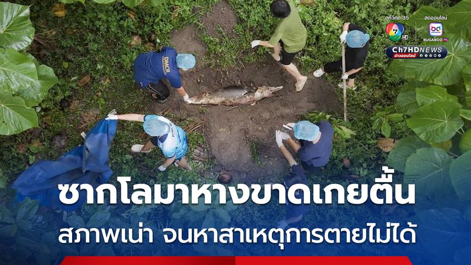 ซากโลมาหางขาดเกยตื้น อวัยวะภายในเน่าจนไม่สามารถหาสาเหตุการตายได้