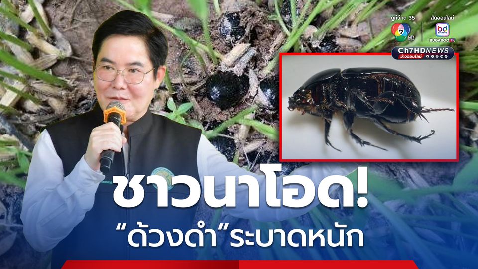 ด้วงดำระบาดหนัก ต้นข้าวเสียหายหลายพื้นที่ภาคอีสาน