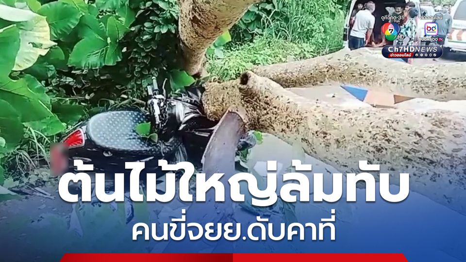 ฝนตกหนัก ต้นไม้ใหญ่ล้มทับ คนขี่จยย.ดับคาที่