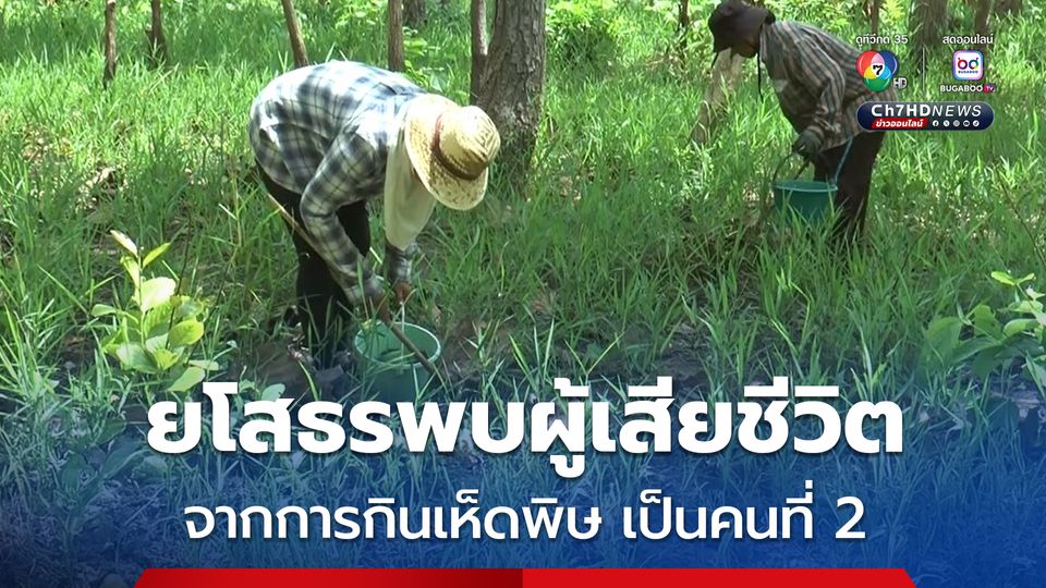 จ.ยโสธร พบผู้เสียชีวิตจากการกินเห็ดพิษเป็นคนที่ 2
