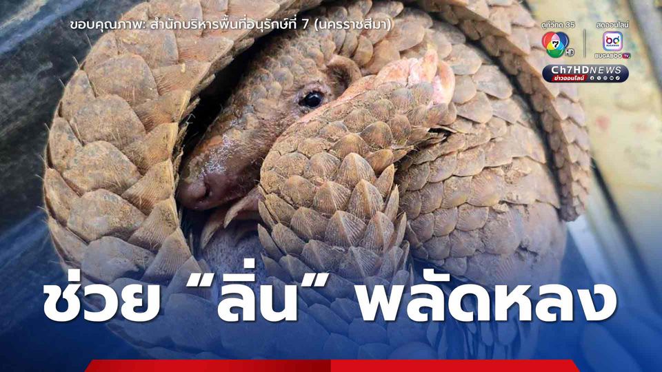 ชาวบ้านพบ "ลิ่น" พลัดหลง เจ้าหน้าที่ให้ดูแลเบื้องต้น ก่อนนัดมอบนำไปปล่อยคืนสู่ธรรมชาติ
