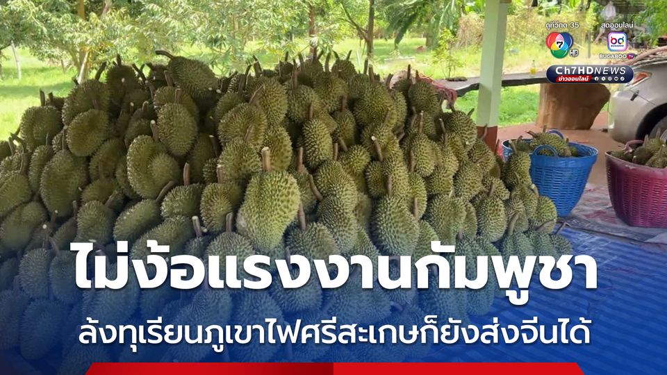 ไม่ง้อแรงงานกัมพูชา ล้งทุเรียนภูเขาไฟศรีสะเกษก็ยังส่งจีนได้