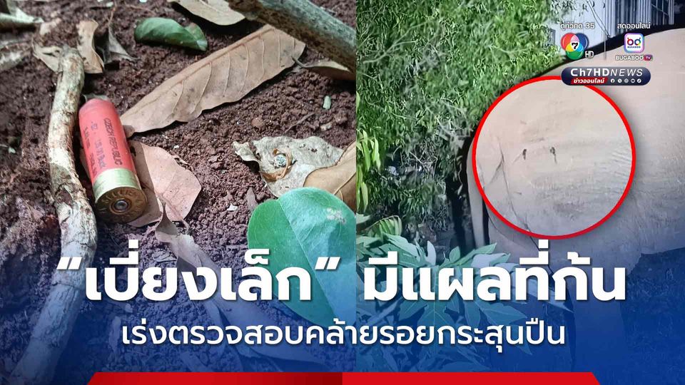 เร่งตรวจสอบ ช้างป่า "เบี่ยงเล็ก" มีรอยปริศนาบนตัวคล้ายถูกยิง หากพบเป็นรอยกระสุนปืนจะเอาผิดถึงที่สุด