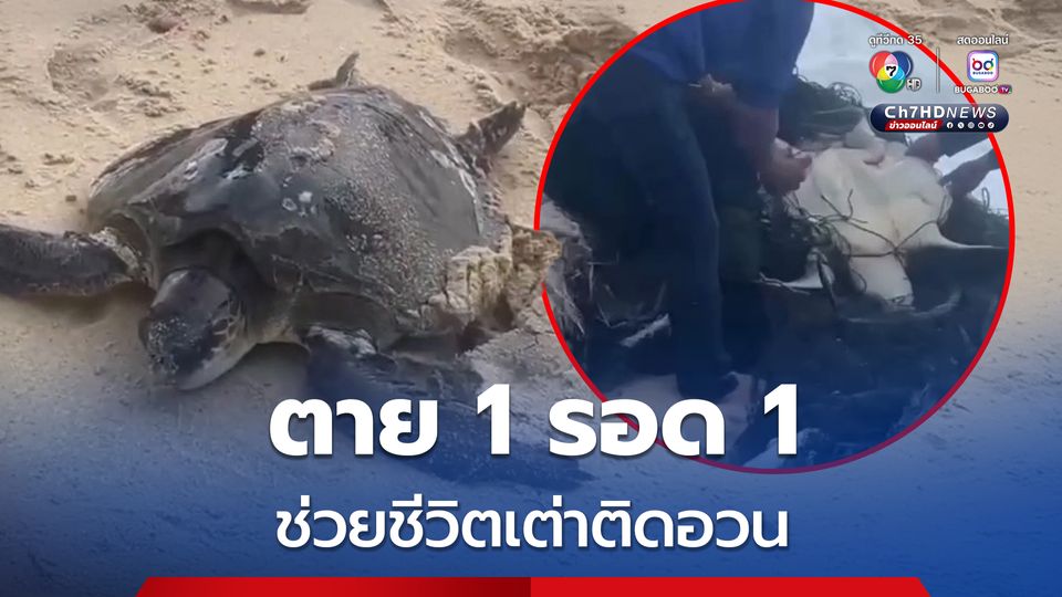 พลมือดีรวมพลัง ช่วยชีวิตเต่าติดอวนกลับคืนสู่ธรรมชาติ ตาย 1 รอด 1