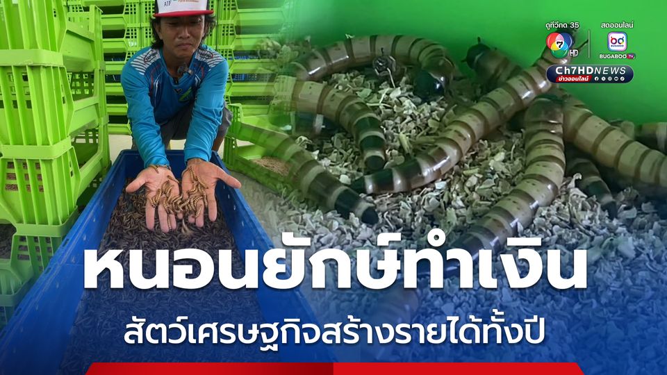 เลี้ยงหนอนยักษ์ทำเงิน ขายไม่ทันความต้องการลูกค้า สัตว์เศรษฐกิจสร้างรายได้ตลอดทั้งปี