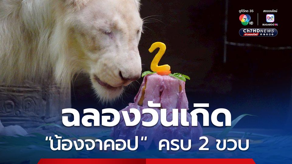 เชียงใหม่ไนท์ซาฟารีฉลองวันเกิด "น้องจาคอป" ลูกสิงโตขาว ครบ 2 ขวบ 
