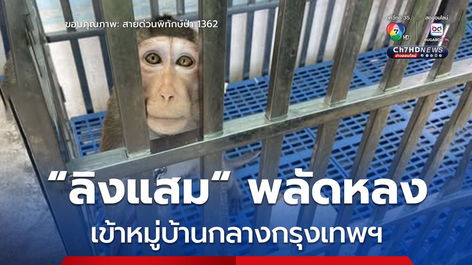 ช่วย "ลิงแสม" พลัดหลงเข้าหมู่บ้านกลางกรุงเทพฯ นำไปปล่อยคืนสู่ธรรมชาติ
