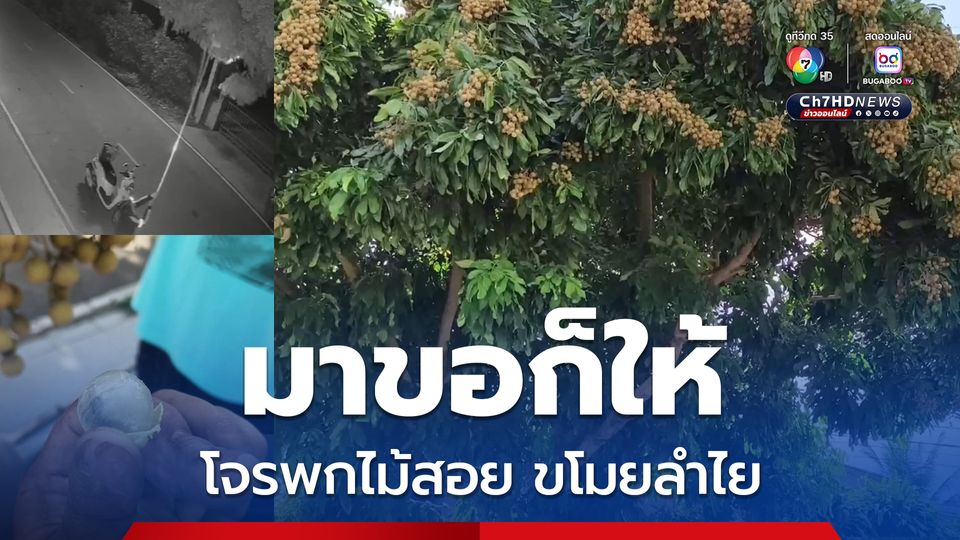 โจรสุดแสบ ขี่ จยย. พกไม้สอยผลไม้ยาว 3 เมตร ขโมยสอยลำไยกลางดึก