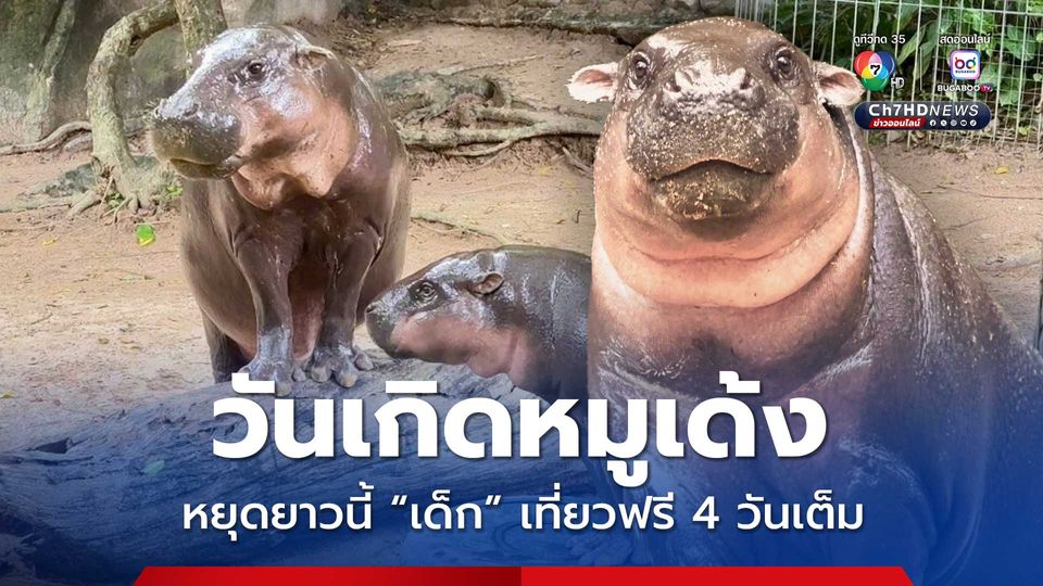สวนสัตว์เปิดเขาเขียว จัดฉลองวันเกิดหมูเด้ง อายุ 1 ขวบ เด็กเที่ยวฟรี 4 วันเต็ม 10-13 ก.ค.นี้
