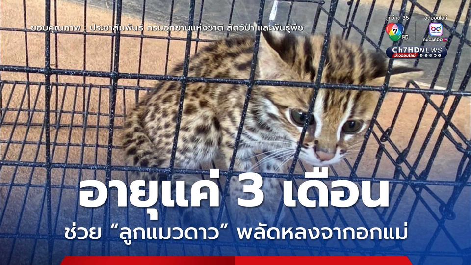 อายุแค่ 3 เดือน ช่วย “ลูกแมวดาว” พลัดหลงจากอกแม่