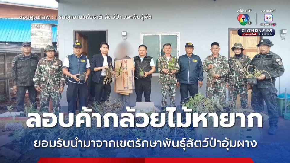 ลอบค้ากล้วยไม้ป่าหายาก ยอมรับนำมาจากเขตรักษาพันธุ์สัตว์ป่าอุ้มผาง