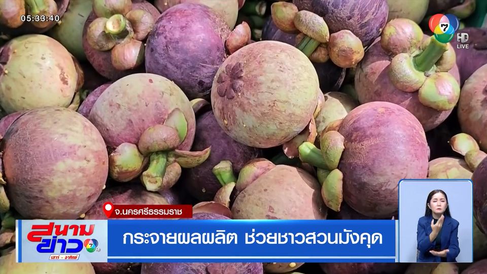 กระจายผลผลิต ช่วยชาวสวนมังคุด