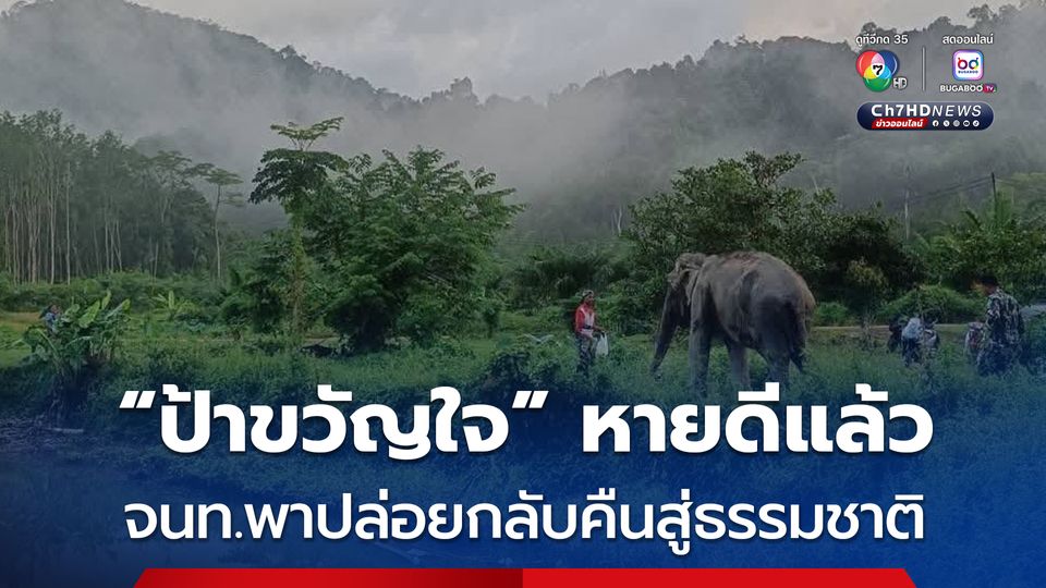หายดีแล้ว ! “ป้าขวัญใจ” กลับคืนสู่ธรรมชาติแล้ว หลังลื่นล้มได้รับบาดเจ็บและเข้ารับการรักษาจนหายดี 