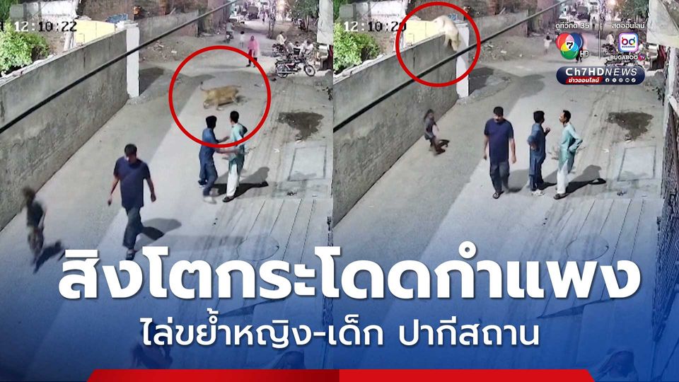 ระทึก ! สิงโตเลี้ยงกระโดดข้ามกำแพงไล่ขย้ำหญิง -เด็ก ในปากีสถาน