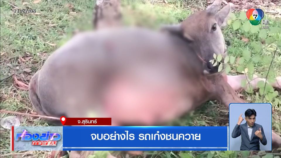 จบอย่างไร รถเก๋งชนควาย
