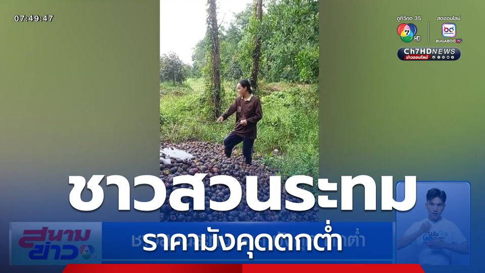 ชาวสวนระทม ราคามังคุดตกต่ำ