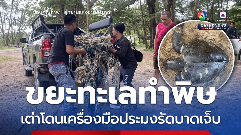 ขยะทะเลทำพิษ เต่าโดนเครื่องมือประมงรัดบาดเจ็บ