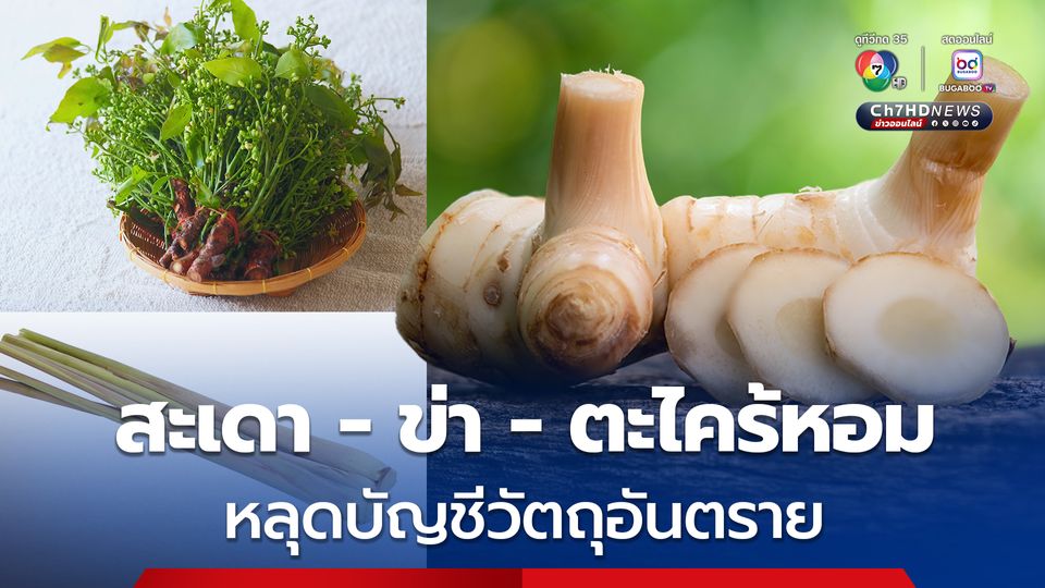 ราชกิจจาฯ ประกาศปลดล็อก สะเดา - ข่า - ตะไคร้หอม หลุดบัญชีวัตถุอันตราย