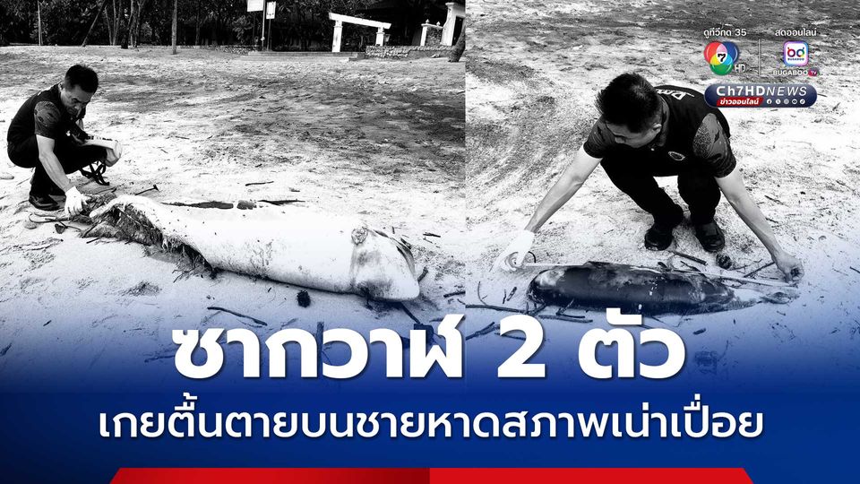 ซากวาฬ 2 ตัว เกยตื้นตายบนชายหาดสภาพเน่าเปื่อย
