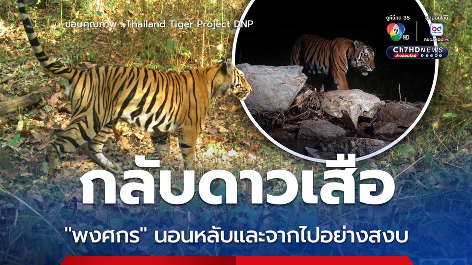กลับดาวเสือ “พงศกร” นอนหลับและจากไปอย่างสงบ