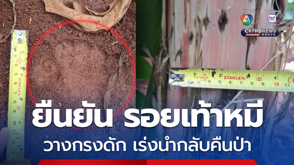 วางกรงดัก เร่งนำกลับคืนป่า ยืนยันพบรอยเท้าหมีใน อ.เสิงสาง