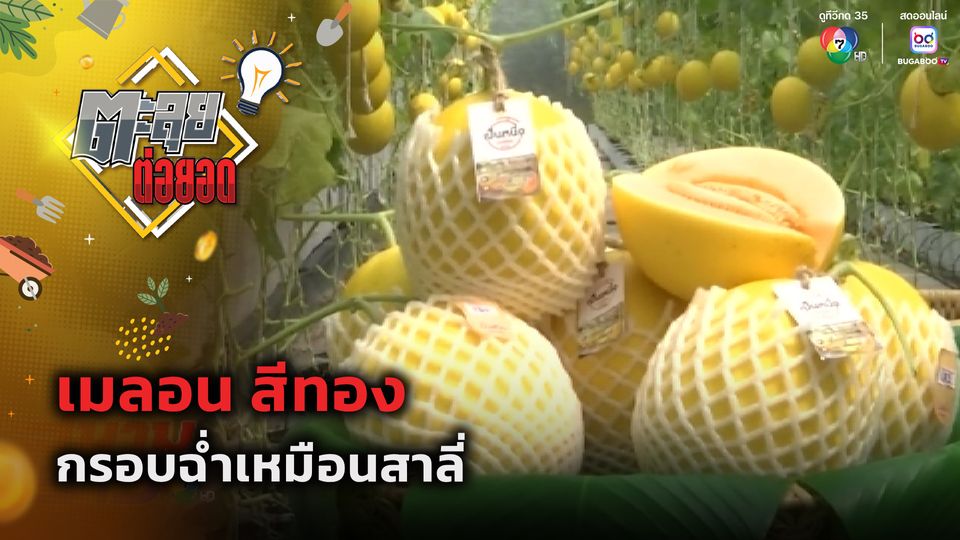 ตะลุยต่อยอด : เมลอน สีทอง กรอบฉ่ำเหมือนสาลี่