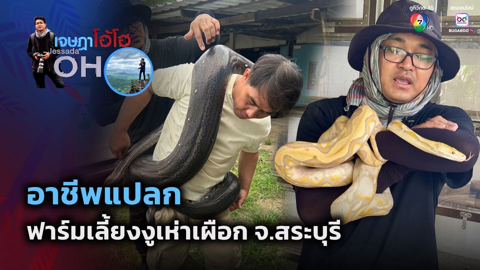เจษฎาโอ้โฮ : อาชีพแปลก ฟาร์มเลี้ยงงูเห่าเผือก จ.สระบุรี