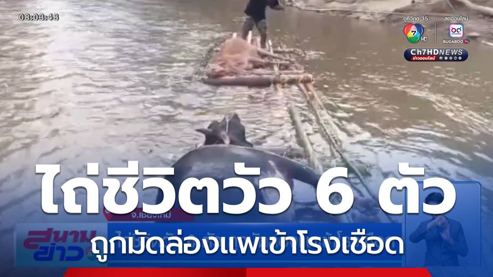 ไถ่ชีวิตวัว 6 ตัว ถูกมัดล่องแพเข้าโรงเชือด