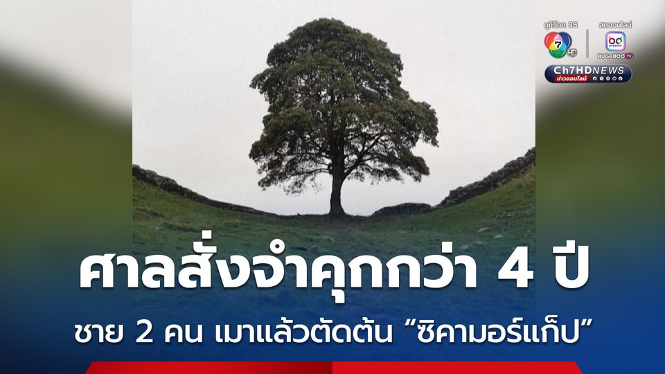 ศาลตัดสินจำคุกชาย 2 คน กว่า 4 ปี ฐานเมาแล้วตัดต้น “ซิคามอร์แก็ป” แลนด์มาร์กในอังกฤษ