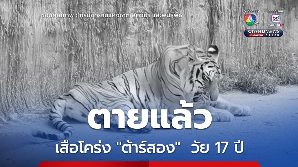 ตายแล้ว เสือโคร่งต้าร์สอง วัย 17 ปี หลังต่อสู้กับโรคมะเร็งเต้านม