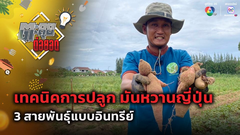 ตะลุยต่อยอด : เทคนิคการปลูก มันหวานญี่ปุ่น 3 สายพันธุ์แบบอินทรีย์