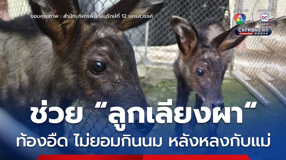 ช่วย “ลูกเลียงผา”  ท้องอืด ไม่ยอมกินนม หลังหลงกับแม่