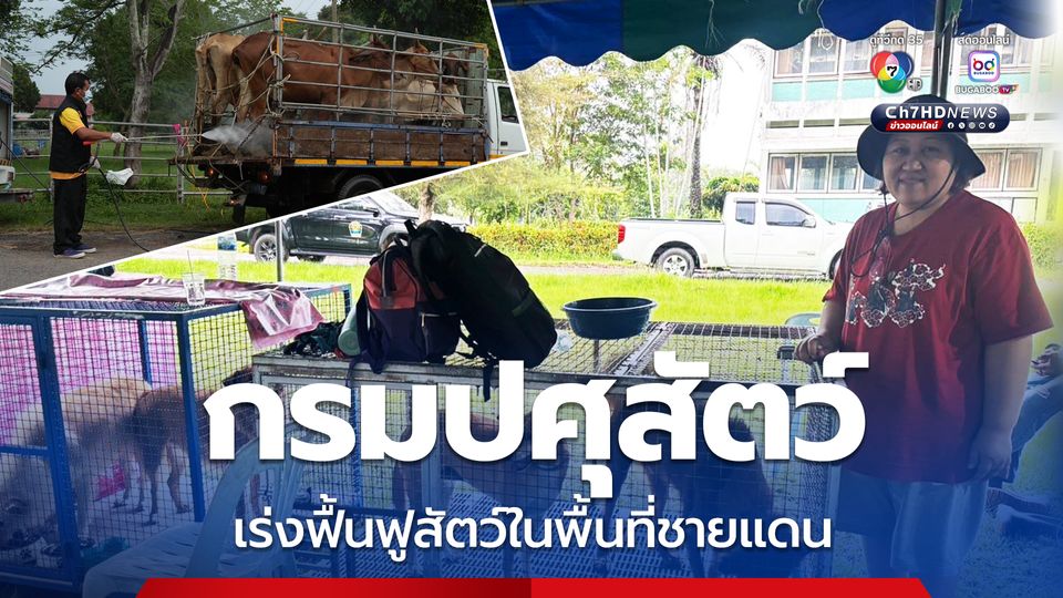 กรมปศุสัตว์ระดมเจ้าหน้าที่ปศุสัตว์เร่งฟื้นฟูสุขภาพสัตว์ในพื้นที่ชายแดน