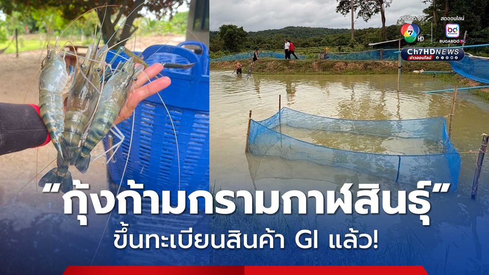 “กุ้งก้ามกรามกาฬสินธุ์” ขึ้นทะเบียนสินค้า GI แล้ว!