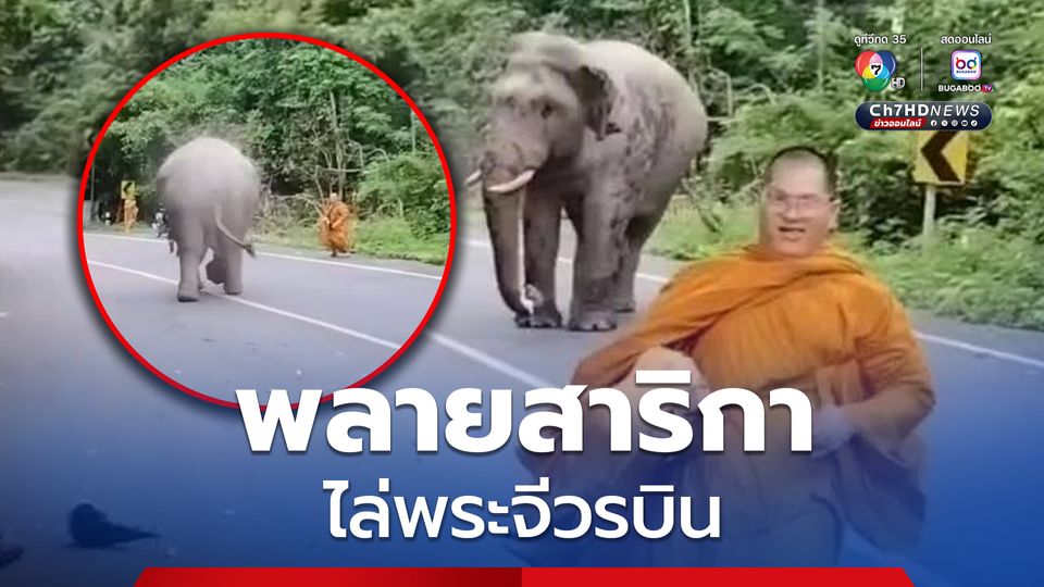 นาทีระทึก พระจีวรบิน วิ่งหนีพลายสาริกา ช้างป่าเขาใหญ่