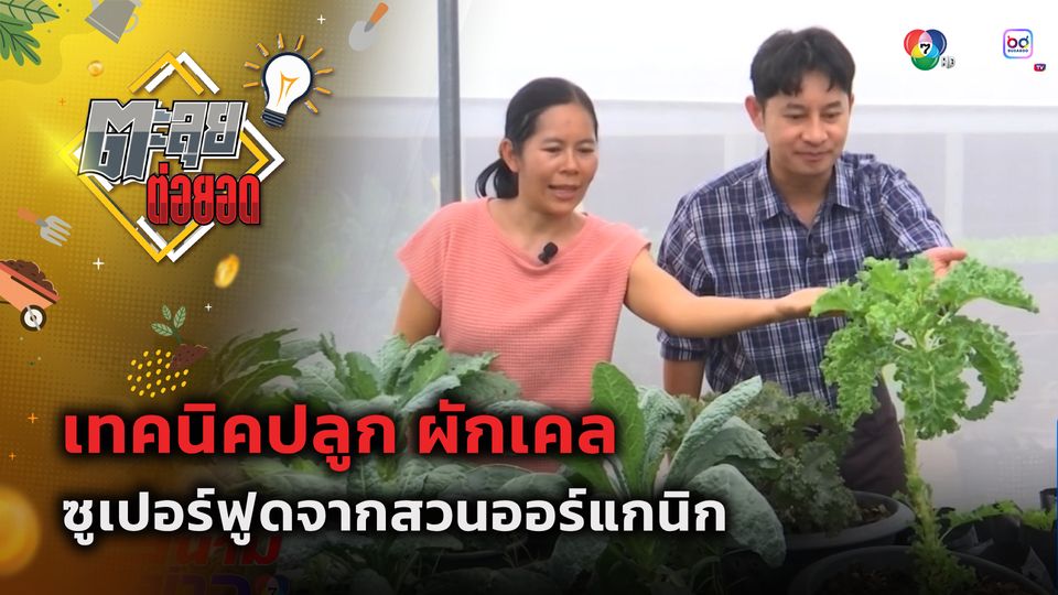 ตะลุยต่อยอด : เทคนิคปลูก ผักเคล ซูเปอร์ฟูดจากสวนออร์แกนิก