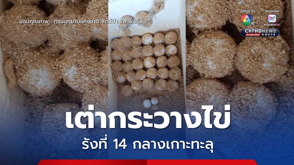 เต่ากระ ขึ้นวางไข่ขึ้นกลางเกาะทะลุ รังที่ 14 อย่างต่อเนื่อง ยืนยันความสมบูรณ์แห่งท้องทะเลอ่าวสยาม