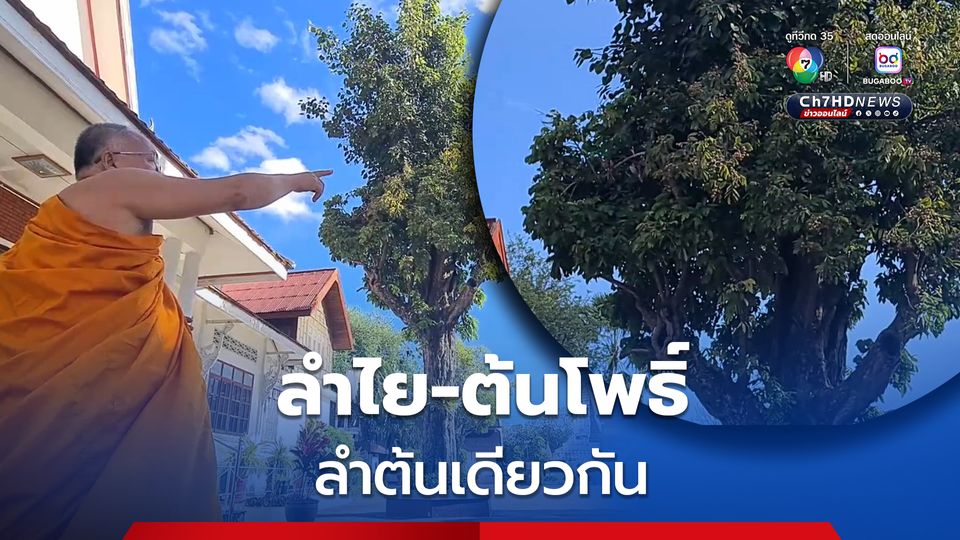 แปลกตา ลำไย- ต้นโพธิ์ลำต้นเดียวกัน อายุกว่า100 ปี  แถมลำไยออกลูกดก