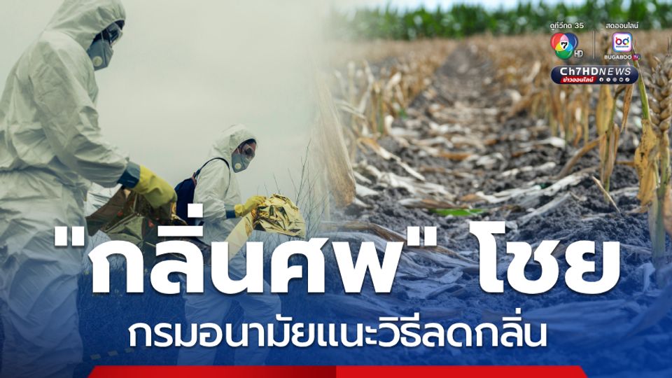 กลิ่นศพเริ่มได้กลิ่นหลังตายกี่วัน กรมอนามัยแนะ วิธีลดกลิ่น