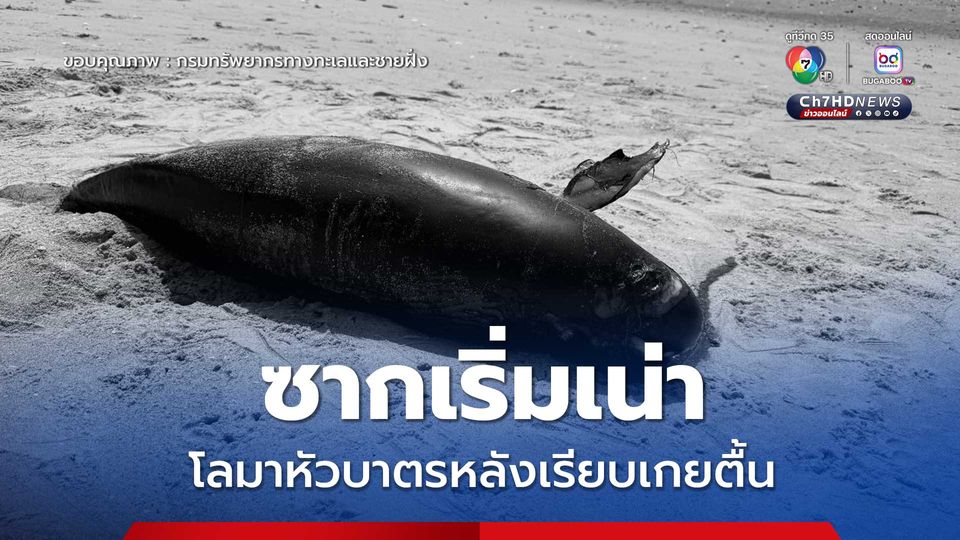 ซากเริ่มเน่า โลมาหัวบาตรหลังเรียบเกยตื้น