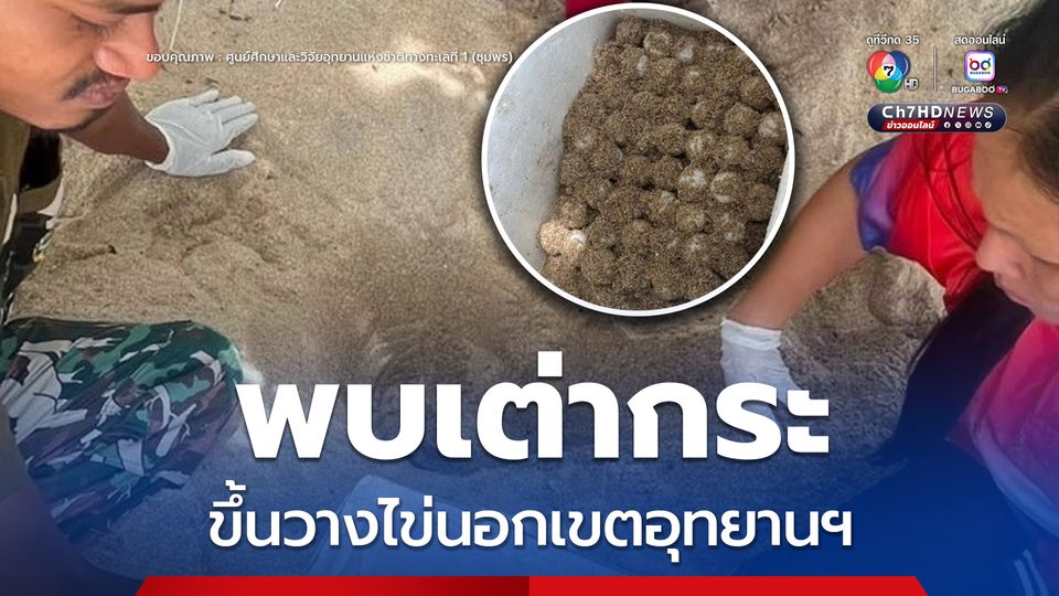 พบเต่ากระขึ้นวางไข่นอกเขตอุทยานฯ หมู่เกาะชุมพร เจ้าหน้าที่เร่งเคลื่อนย้ายหวั่นถูกคุกคาม